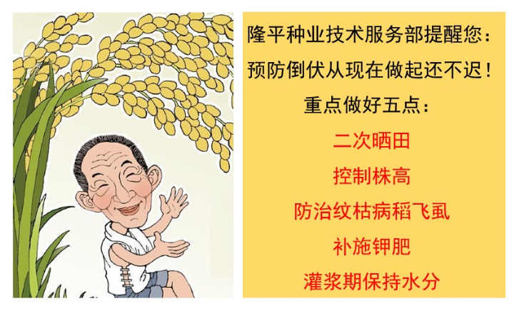 老王家的直播稻為什么不倒？